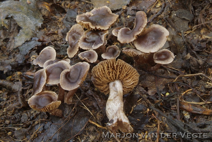 Holsteelgordijnzwam - Cortinarius cavipes